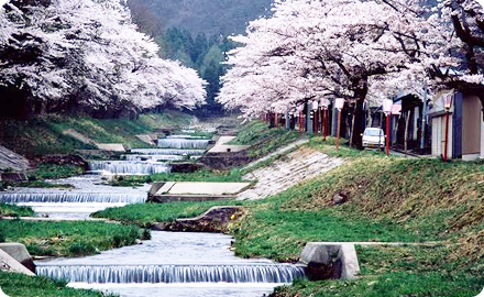 美しい桜並木が続く観音寺川の桜